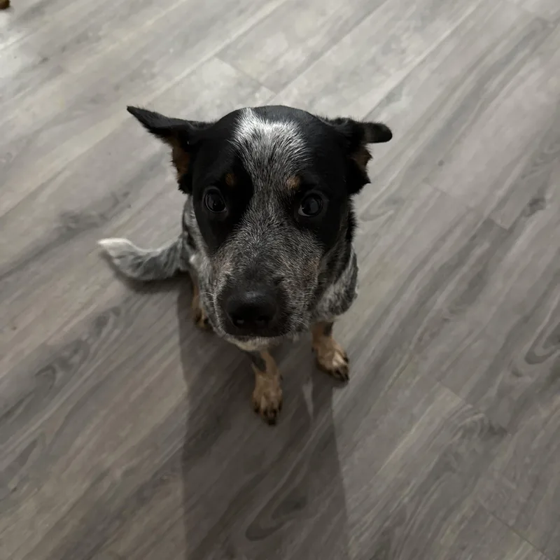 A young medium-sized female Australian Cattle Dog / Blue Heeler dog named Stormy for adoption in Folkston, GA