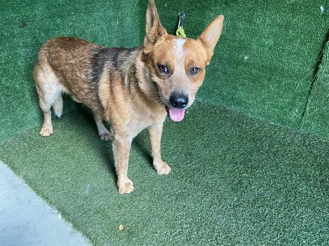 A young medium-sized male Australian Cattle Dog / Blue Heeler dog named Ford for adoption in Lancaster, CA