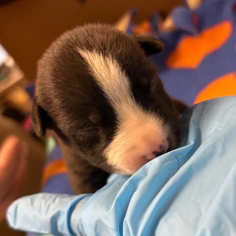 A baby small-sized female Black Border Collie dog named Lydia for adoption in Yuma, AZ