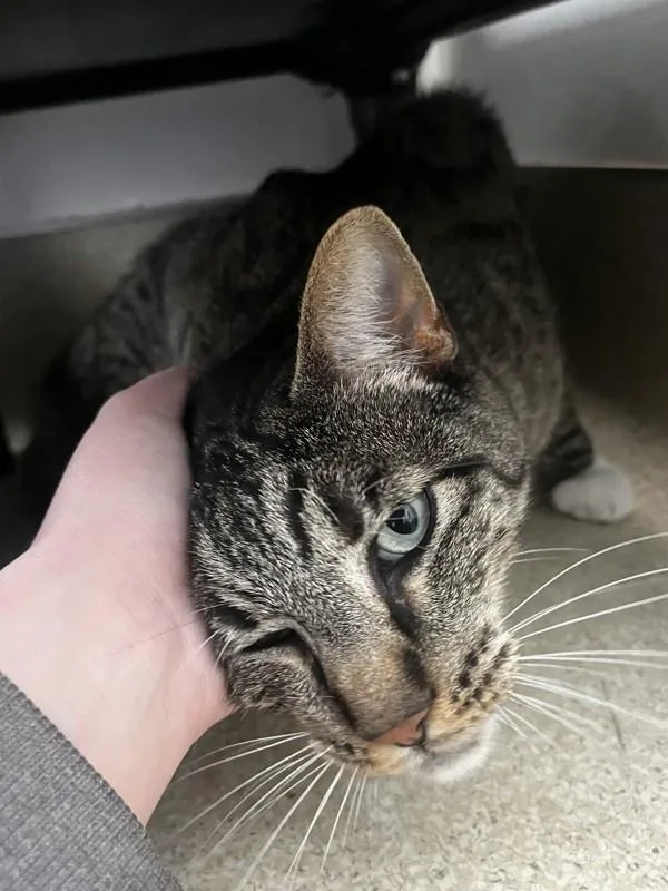 An adult small-sized male Domestic Short Hair cat named Kenny for adoption in Santa Rosa, CA