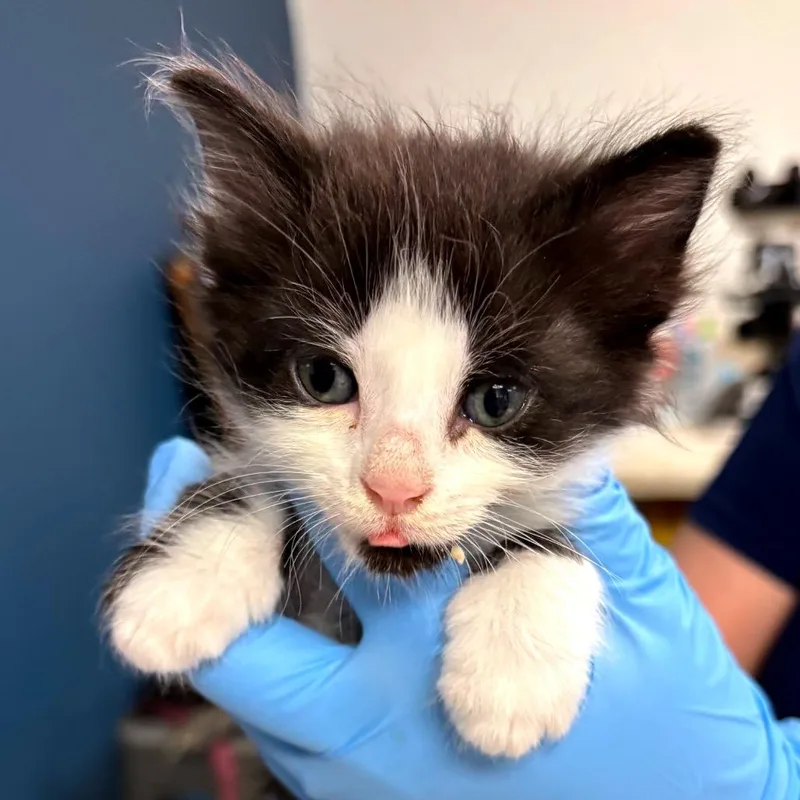 A baby small-sized female Black Domestic Short Hair cat named Armani for adoption in Newark, NJ