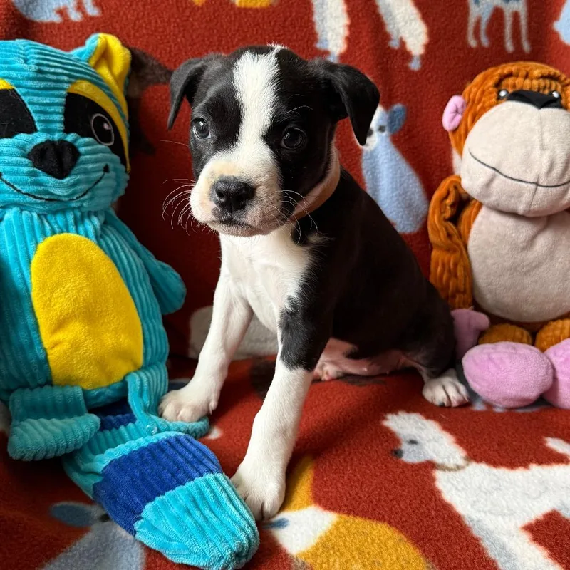 A baby small-sized female Black Boston Terrier dog named Yokohama for adoption in Normal, IL