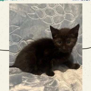 A baby small-sized female Black Domestic Short Hair cat named Aussie Lemonade Monster for adoption in Westminster, CA