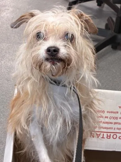 A senior small-sized female Mixed Breed dog named Masie for adoption in West Chester, PA