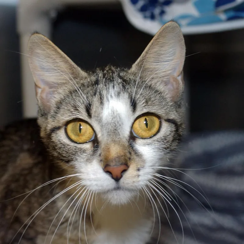 A young medium-sized female Brown / Chocolate Domestic Short Hair cat named Louise for adoption in West Palm Beach, FL