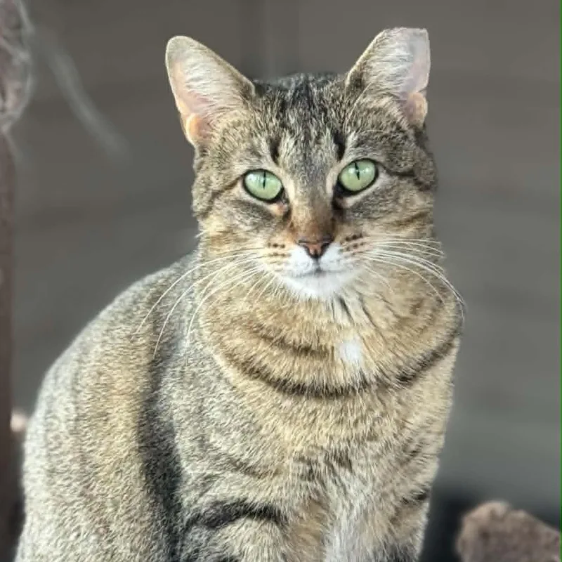 An adult medium-sized female Tabby (Brown / Chocolate) Domestic Short Hair cat named Zara for adoption in Sedalia, MO