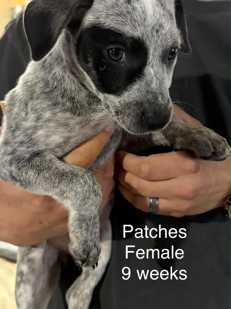 A baby small-sized female Australian Cattle Dog / Blue Heeler dog named Patches for adoption in Bradenton, FL