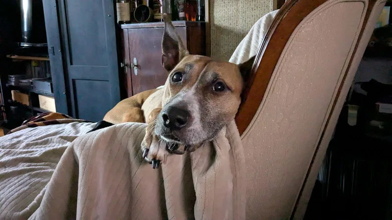 Hunie Needs A Yard thumbnail 2