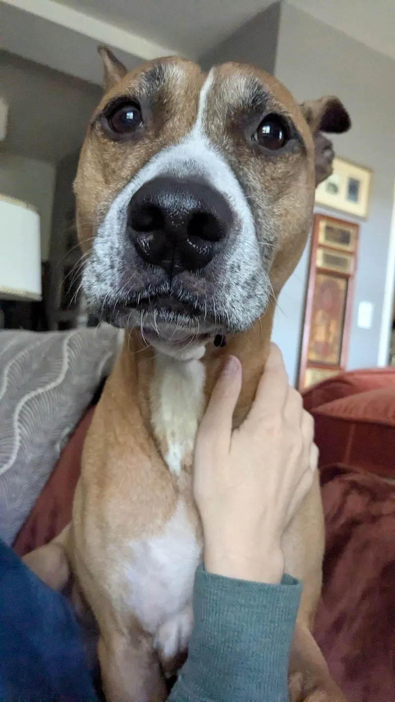 Hunie Needs A Yard thumbnail 3