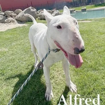 A young medium-sized male White / Cream Bull Terrier dog named Alfred for adoption in Palm Desert, CA