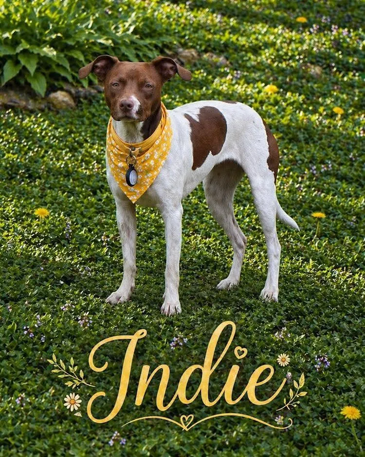 A baby medium-sized female Terrier dog named Indie for adoption in Washington , PA