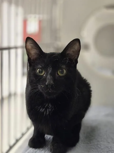 A baby small-sized male Domestic Short Hair cat named Zack for adoption in Kent, WA