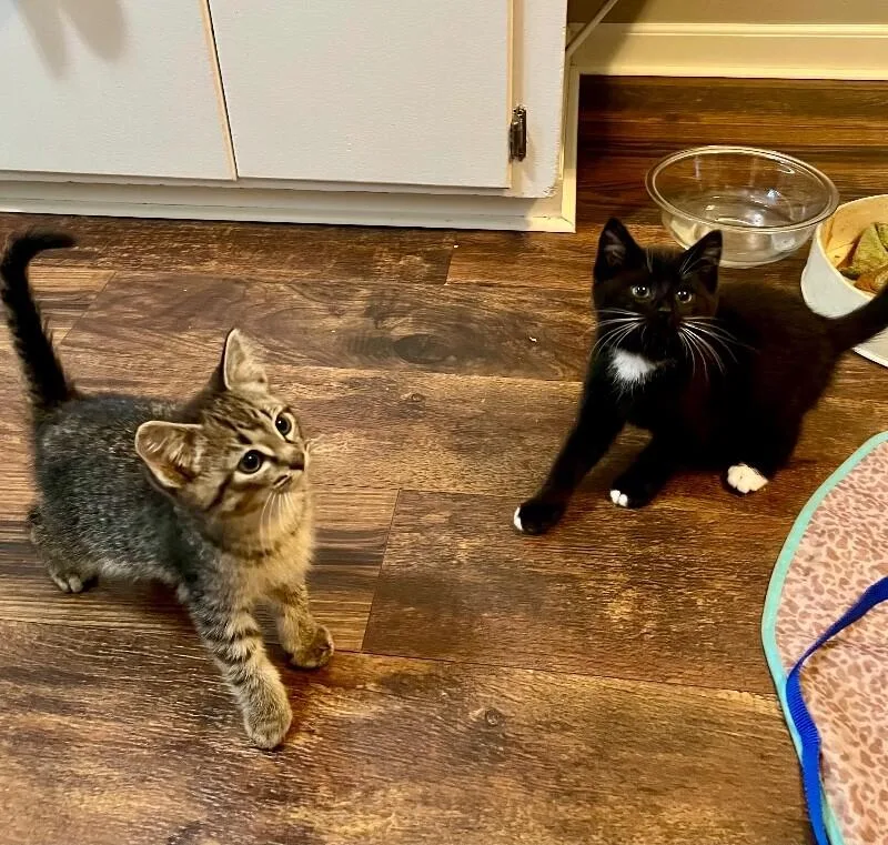 A young medium-sized male Gray / Blue / Silver Domestic Short Hair cat named Tabby for adoption in Grand Rapids, MI
