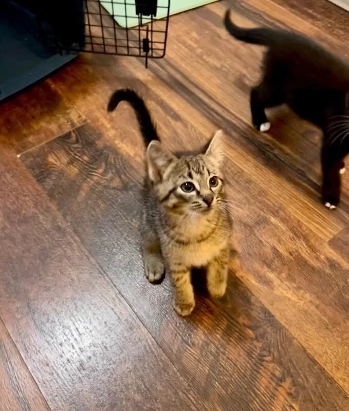 Tabby thumbnail 3
