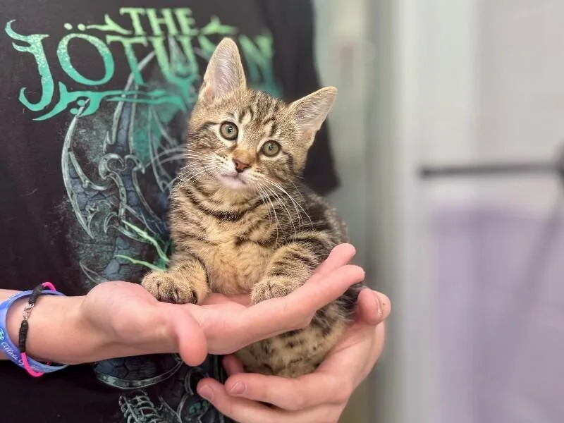 A young medium-sized male Tabby (Brown / Chocolate) Domestic Short Hair cat named Nova for adoption in Wooster, OH