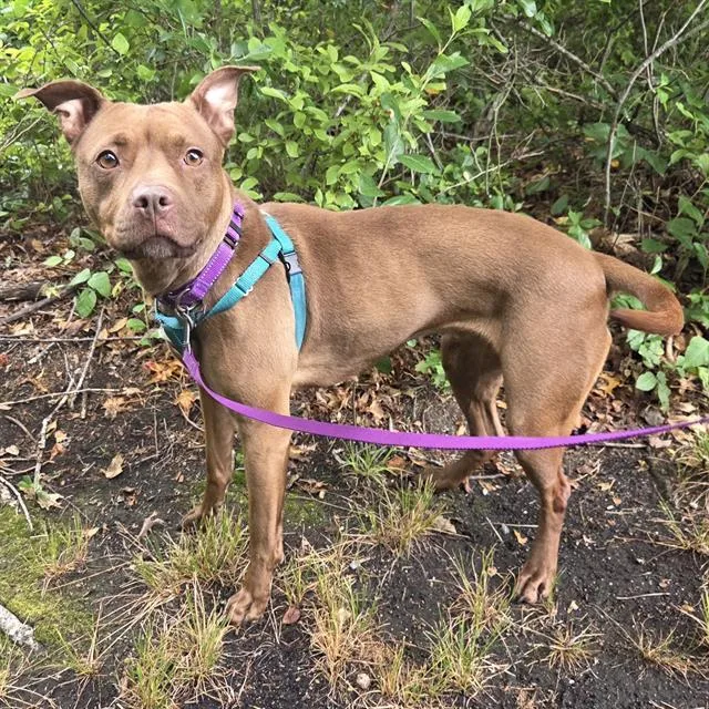 An adult medium-sized female Pit Bull Terrier dog named Bellamarie for adoption in Centerville, MA