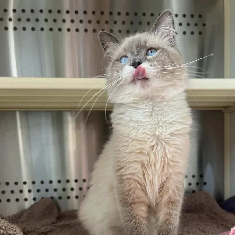 Fettuccine thumbnail 2