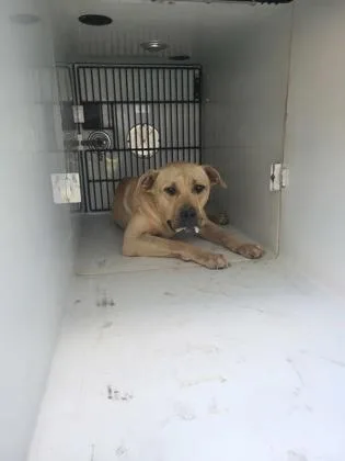 An adult large-sized male Mixed Breed dog named Manson for adoption in Atlanta, GA