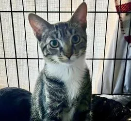 A young medium-sized female Domestic Short Hair cat named Lace for adoption in San Diego, CA