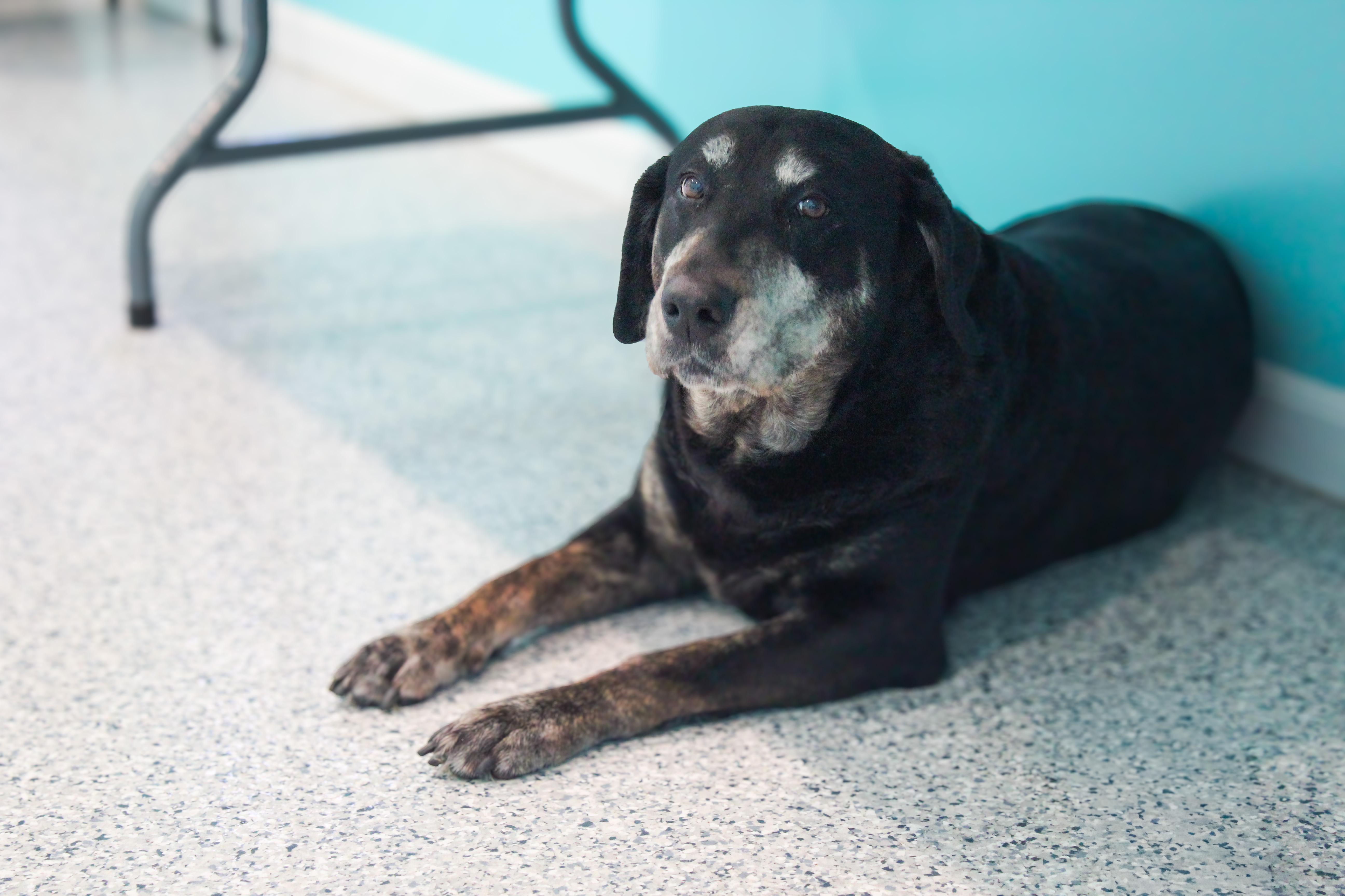 An adult large-sized female Black Labrador Retriever dog named Jael for adoption in Hutchinson, MN