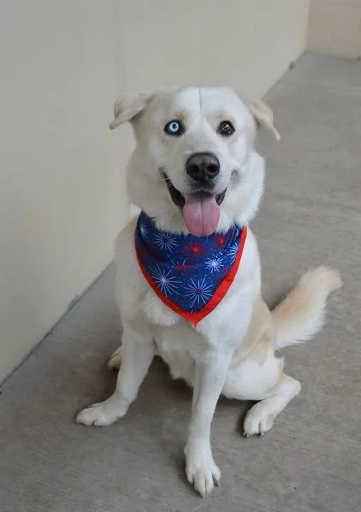 A young large-sized male Husky dog named Patriot for adoption in McKinney, TX
