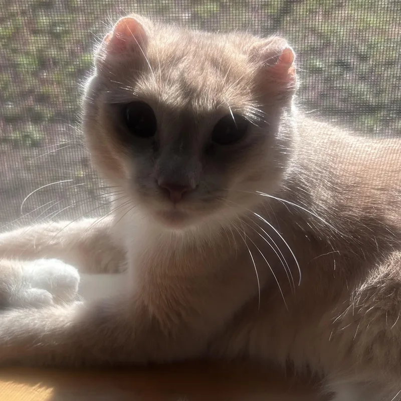 An adult medium-sized male Orange & White Tabby cat named Clementine for adoption in Newport, OR