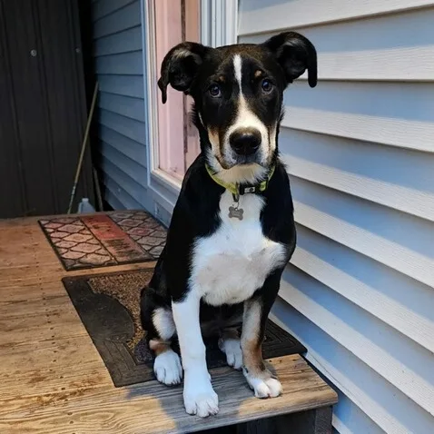 A young large-sized male Tricolor (Brown, Black, & White) Shepherd dog named Dash for adoption in Chesapeake Beach, MD