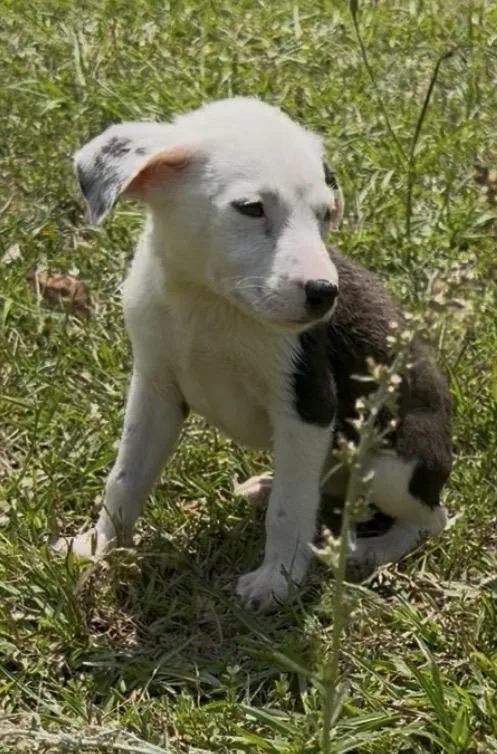 A baby medium-sized male Labrador Retriever dog named Oreo for adoption in Kiln, MS