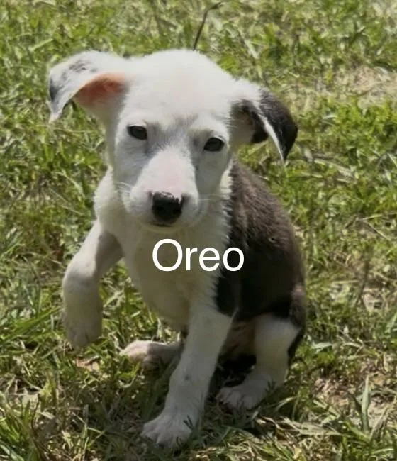 Oreo thumbnail 3