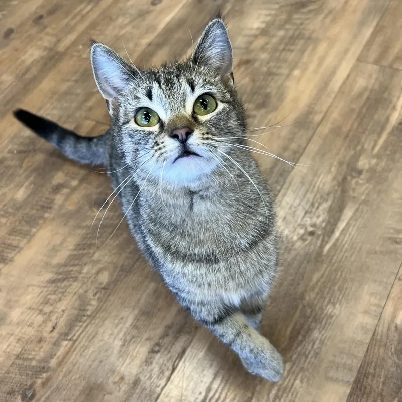 A young medium-sized female Tabby (Brown / Chocolate) Domestic Short Hair cat named Lemon drop for adoption in Stoughton, WI