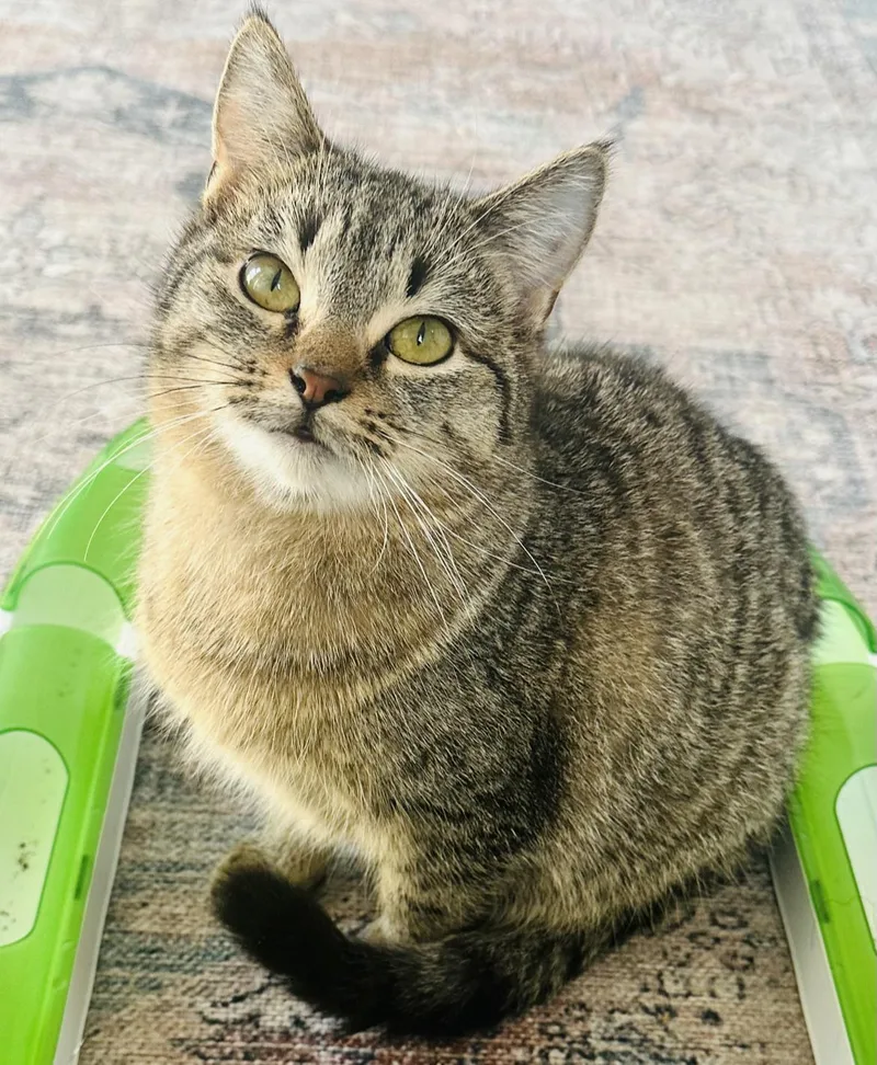 Lemon drop thumbnail 3
