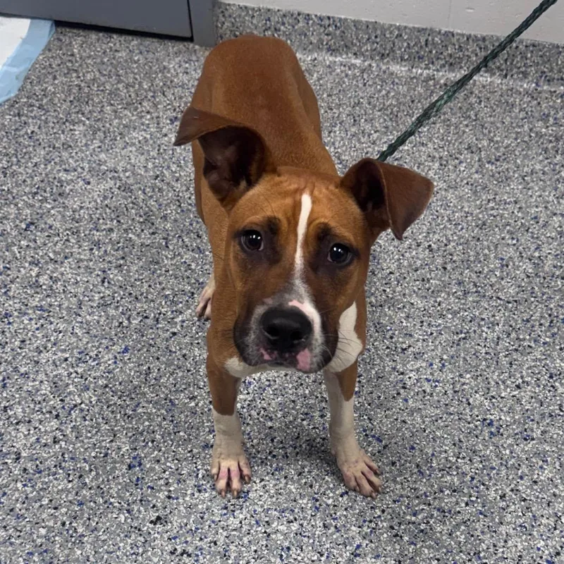 An adult medium-sized male Brown / Chocolate Mixed Breed dog named Bo for adoption in Greenville, SC