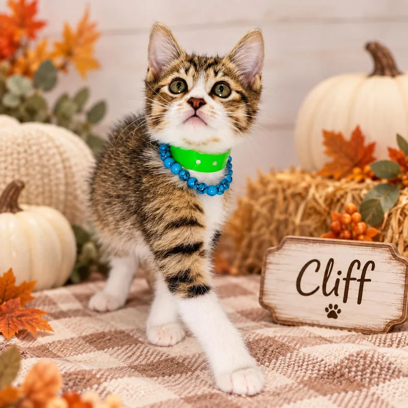 A baby small-sized male Domestic Short Hair cat named Cliff for adoption in Tavares, FL