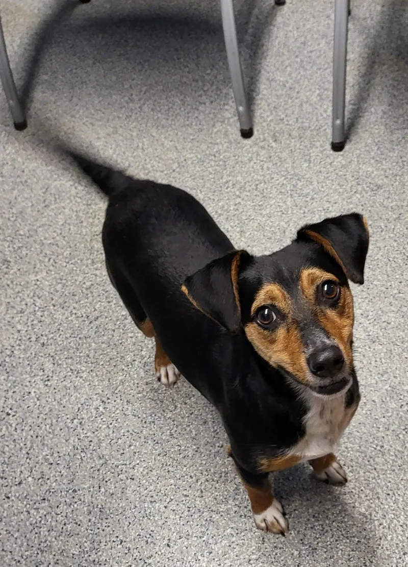 A young small-sized female Dachshund dog named Lilah for adoption in Zimmerman, MN