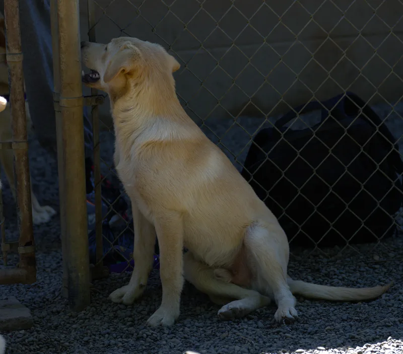 A baby medium-sized male Yellow / Tan / Blond / Fawn Labrador Retriever dog named Jupiter for adoption in Hoquiam, WA
