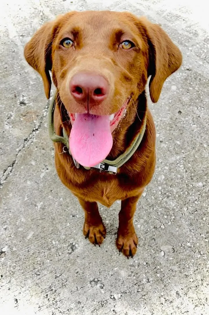 An adult large-sized female Chocolate Labrador Retriever dog named Chocolate M for adoption in Tampa, FL