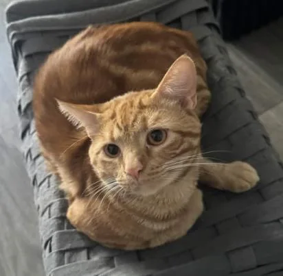 A young small-sized male Orange / Red Domestic Short Hair cat named Doug Funnie for adoption in Atlanta, GA