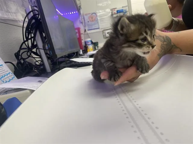 A baby small-sized male Domestic Short Hair cat named Mochi for adoption in Rosenberg, TX