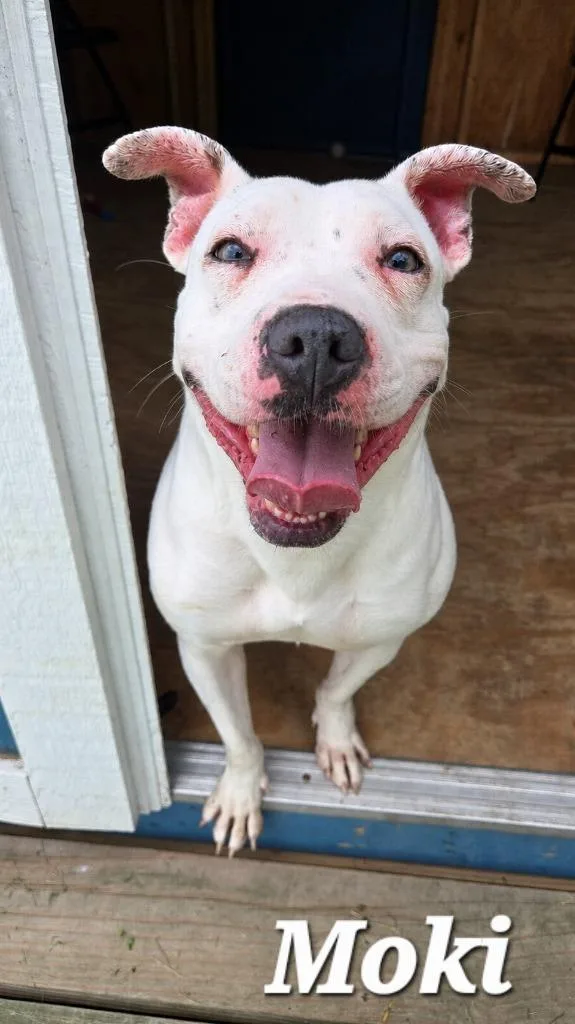 An adult medium-sized female Pit Bull Terrier dog named Moki Yrly for adoption in Sidney, OH