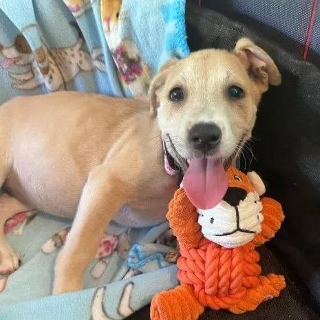 A baby small-sized female Yellow / Tan / Blond / Fawn Mixed Breed dog named Nala for adoption in Buffalo, MN