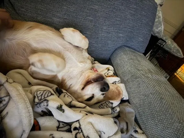 A senior medium-sized female Beagle dog named Rhee for adoption in Holland, MI