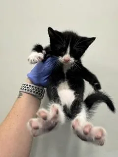 A baby small-sized male Domestic Short Hair cat named Hotdog for adoption in Miami, FL