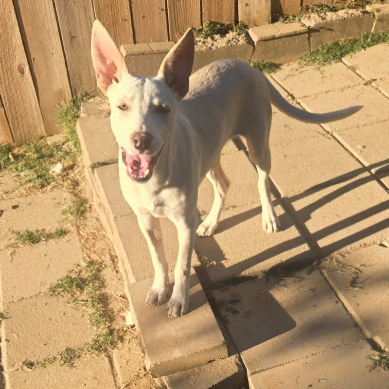 A baby medium-sized male German Shepherd Dog dog named Casper for adoption in Holly Springs, MS