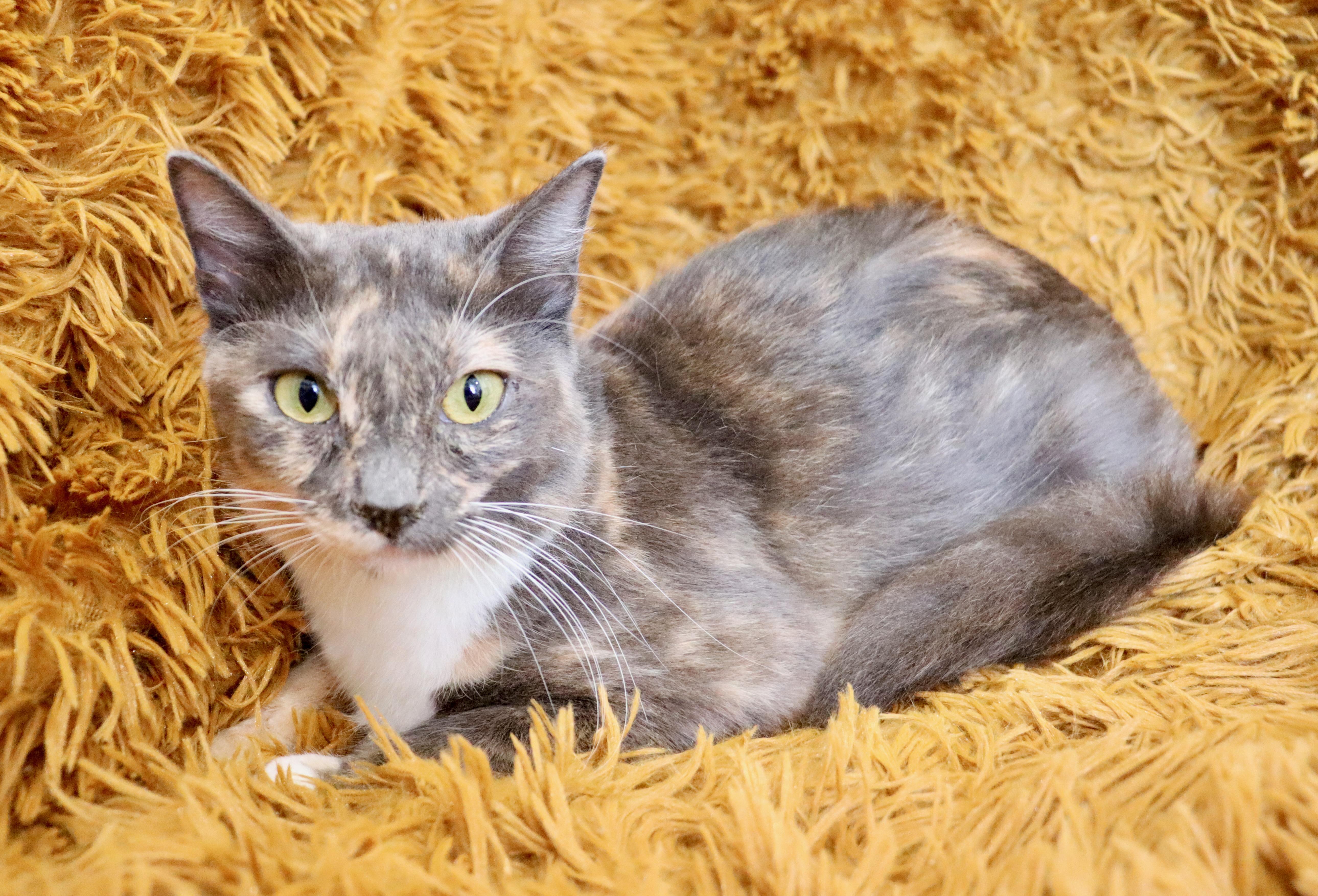 Seraphiona thumbnail 3