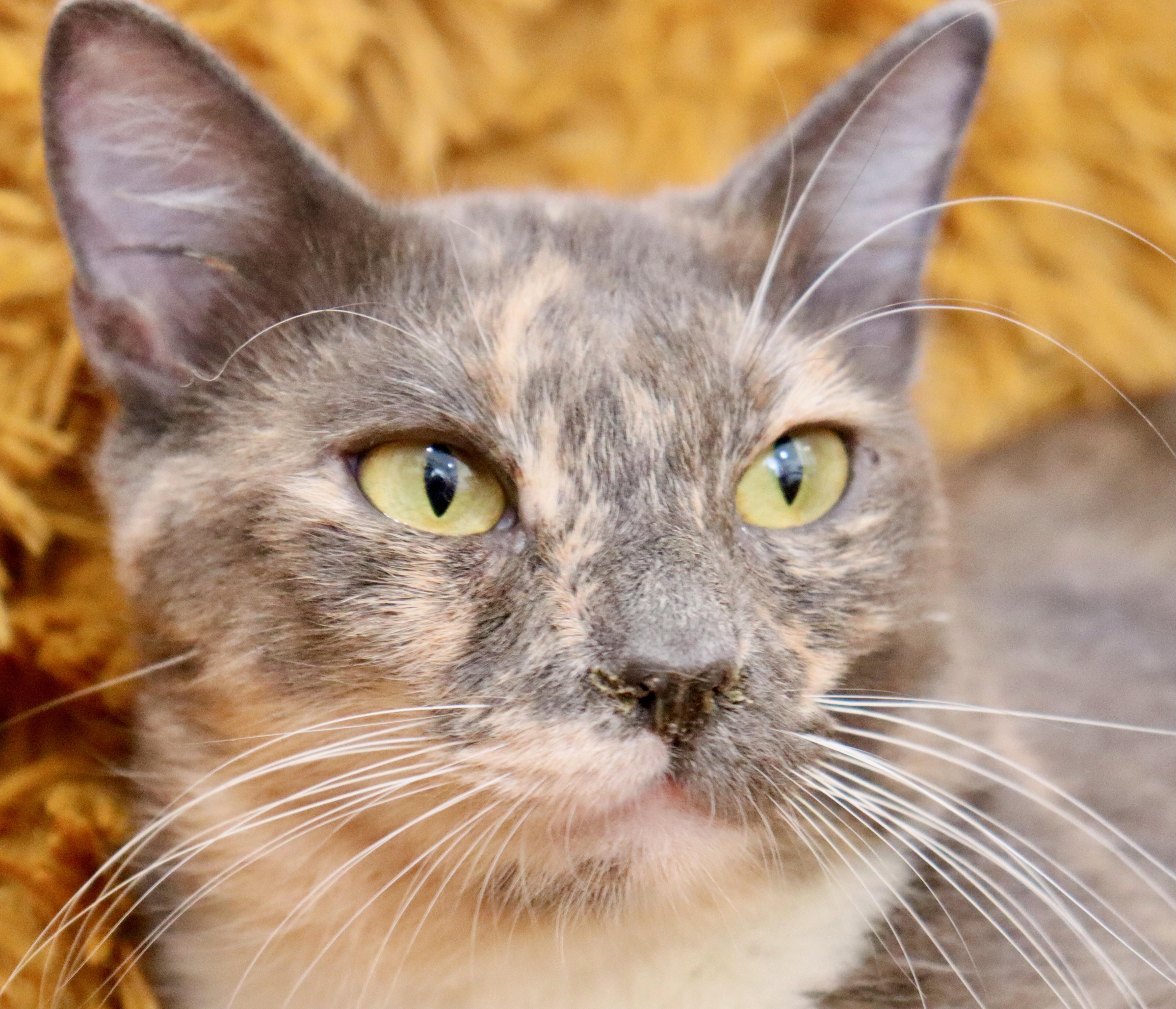 Seraphiona thumbnail 5