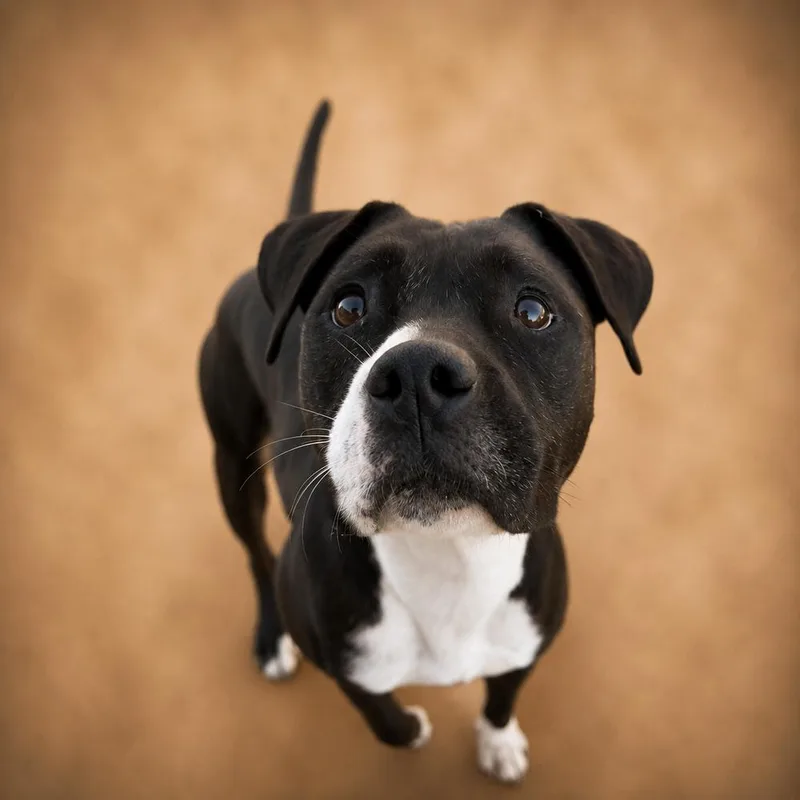 An adult medium-sized male Pit Bull Terrier dog named Tank and Dixie for adoption in Chuckey, TN