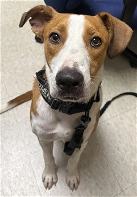 A young medium-sized female Australian Kelpie dog named Maisie A for adoption in Plano, TX