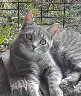 An adult small-sized male Gray / Blue / Silver Domestic Short Hair cat named Ambition for adoption in Millerton, PA