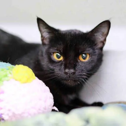 A baby small-sized female Black Domestic Short Hair cat named Ariel for adoption in Atlanta, GA