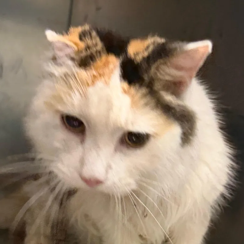 An adult medium-sized female Calico Domestic Medium Hair cat named Fajita for adoption in Greensboro, NC